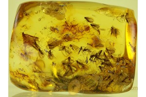 Superb SWARM of ~ 70 GNATS in BALTIC AMBER 117