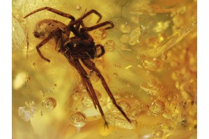 Superb TUBE-DWELLING SPIDER Segestria in BALTIC AMBER 433