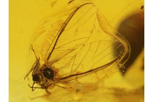 Superb WINGED APHID in BALTIC AMBER 263