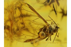 Superb WINGED APHID & LARVAS in BALTIC AMBER 264