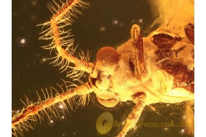 Superb Winged COCCID ORTHEZIIDAE ? in BALTIC AMBER 835