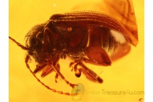 Superb  Chrysomelidae FLEA BEETLE in BALTIC AMBER 749