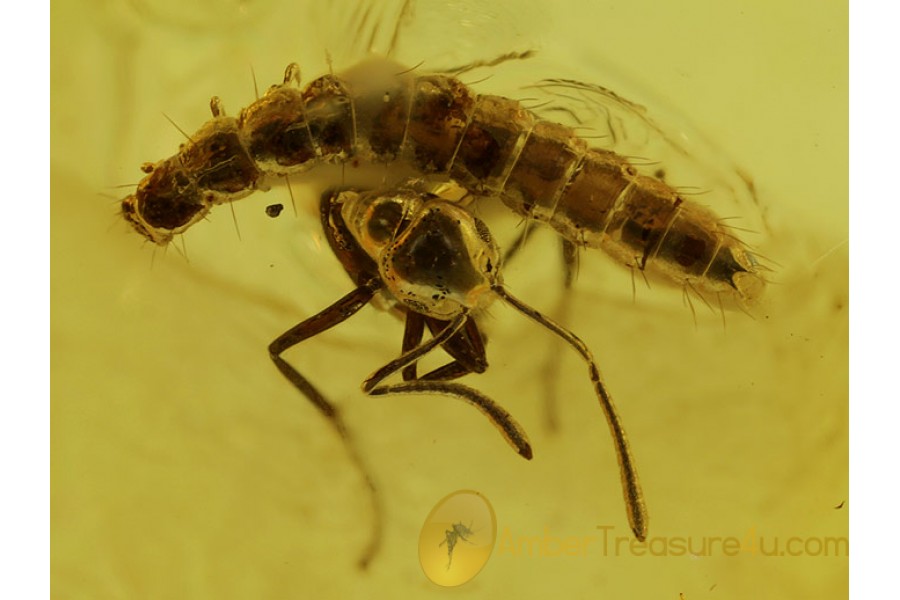 Superb looking BEETLE LARVAE & ANT in BALTIC AMBER 325