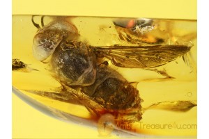 TABANIDAE HORSE FLY male in BALTIC AMBER 594