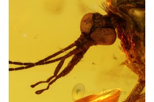 TANYDERIDAE Primitive Crane Fly in BALTIC AMBER 625