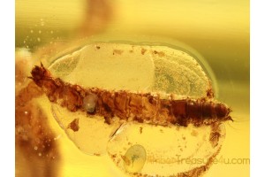 TENEBRIONOIDEA Beetle Larvae in BALTIC AMBER 682