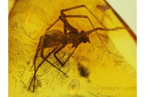 THERIDIIDAE COBWEB WEAVER  in BALTIC AMBER 132