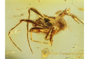 THERIDIIDAE COBWEB WEAVER  SPIDER in BALTIC AMBER 623