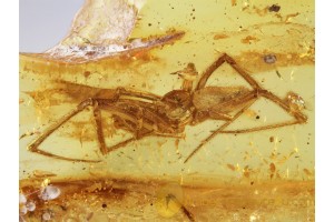 THERIDIIDAE Huge COBWEB WEAVER  in BALTIC AMBER 659