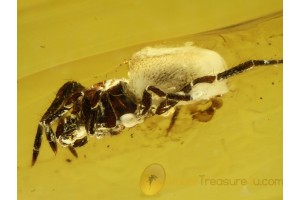 THERIDIIDAE LASAEOLA COBWEB WEAVER  in BALTIC AMBER 658