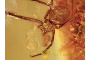 THERIDIIDAE Large COBWEB WEAVER  in BALTIC AMBER 1048