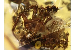 THERIDIID Large SPIDER & PSOCOPTERA  in BALTIC AMBER 1053