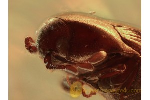 THROSCIDAE False Metallic Wood-boring Beetles in BALTIC AMBER 92