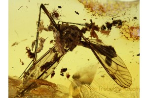 TIPULIDAE Large Superb CRANE FLY in BALTIC AMBER 472