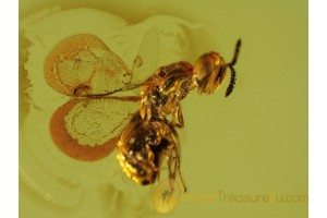 TORYMID WASP Inclusion in Genuine BALTIC AMBER