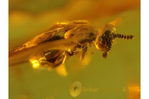 TORYMID WASP Inclusion in Genuine BALTIC AMBER