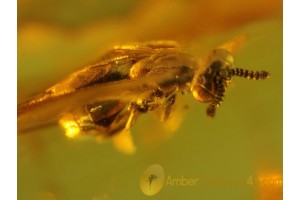 TORYMID WASP Inclusion in Genuine BALTIC AMBER