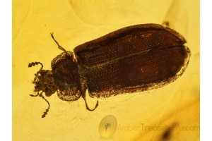 TROGOSSITIDAE Bark-Gnawing Beetle in Genuine BALTIC AMBER 578