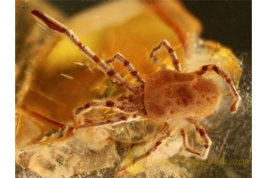 TROMBIDIIDAE Great Large VELVET MITE in BALTIC AMBER 869