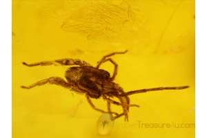 TROMBIDIIDAE Superb Large VELVET MITE in BALTIC AMBER 335