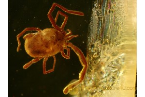 TROMBIDIIDAE Superb Preserved  VELVET MITE in BALTIC AMBER 489