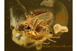 TRUE MIDGE Laying EGGS in Genuine BALTIC AMBER 741