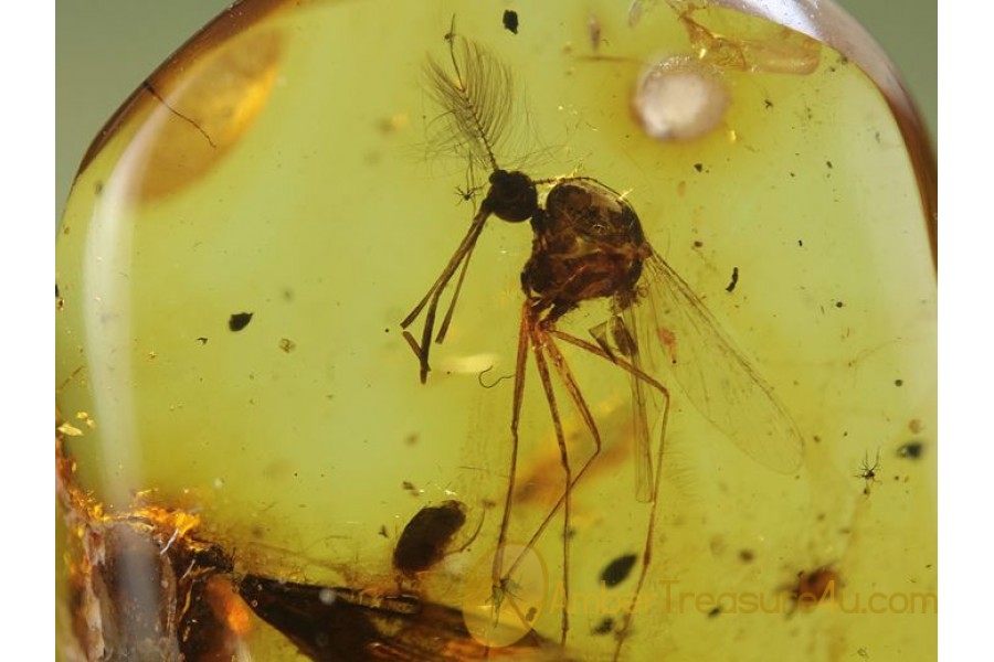 TRUE MOSQUITO Culicidae CULEX in BALTIC AMBER