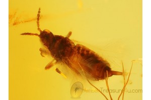 Thysanoptera Superb THRIP Inclusion in Genuine BALTIC AMBER 100
