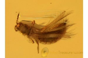 Thysanoptera THRIP Inclusion in Genuine BALTIC AMBER 692