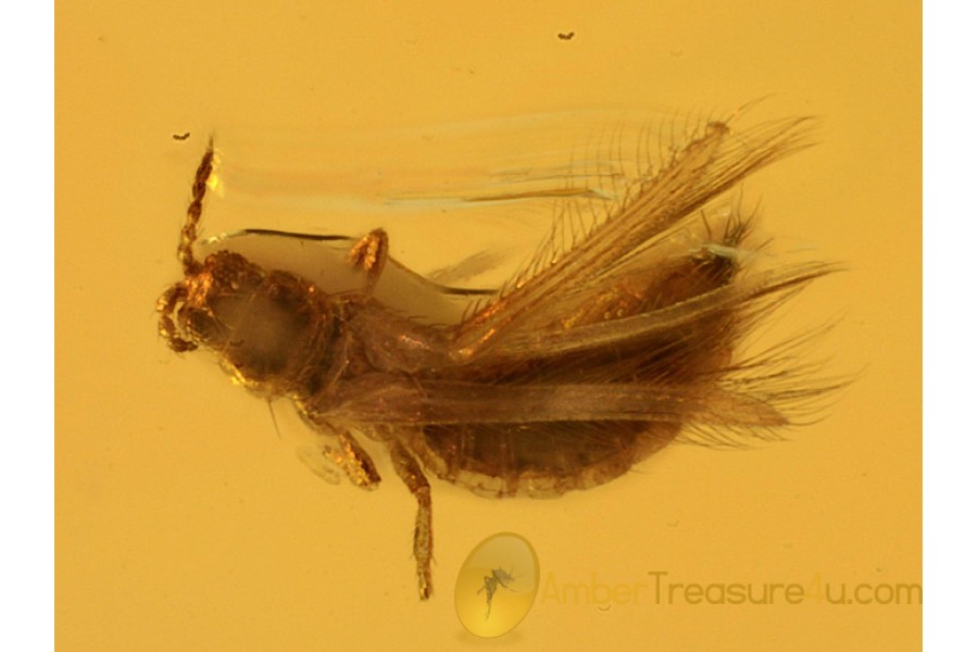 Thysanoptera THRIP Inclusion in Genuine BALTIC AMBER 692