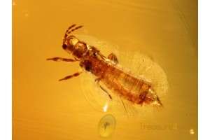 Thysanoptera Well Preserved THRIP Inclusion in BALTIC AMBER 799