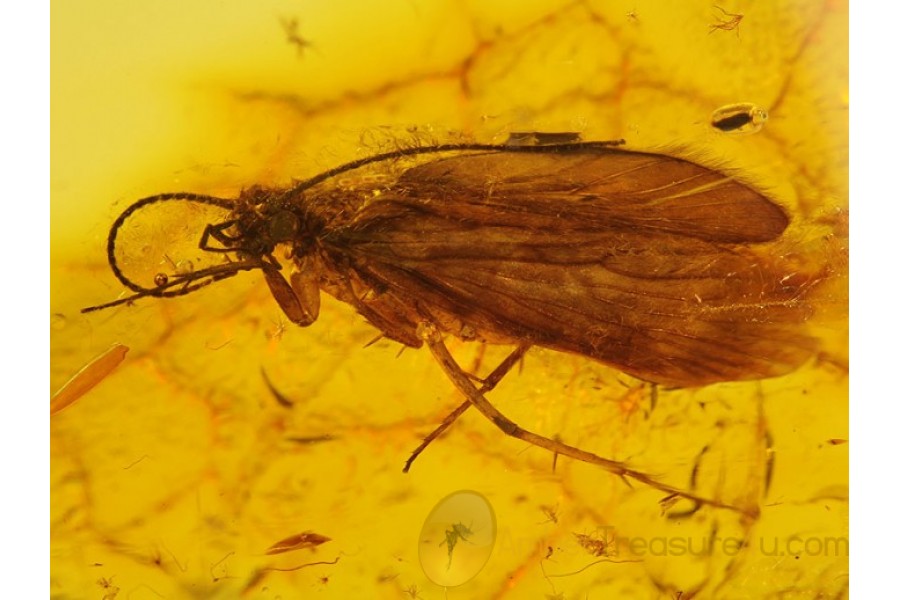 Trichoptera CADDISFLY Inclusion in Genuine BALTIC AMBER 77