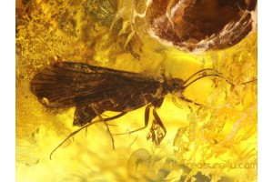 Trichoptera Great Large CADDISFLY in BALTIC AMBER 73