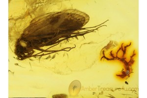 Trichoptera Great CADDISFLY & LICHEN TWIG in BALTIC AMBER 183