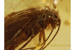 Trichoptera Nice  CADDISFLY in Genuine BALTIC AMBER 582