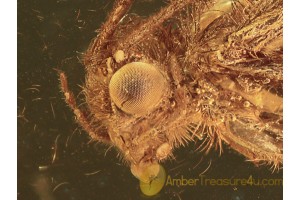 Trichoptera Super Huge CADDISFLY in BALTIC AMBER 1036