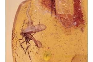 UNIQUE Parasitism CADDISFLY & NEMATODA BALTIC AMBER 1143