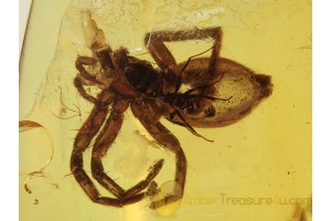 Unique ACTION ! ANT Eating Large SPIDER in Genuine BALTIC AMBER 
