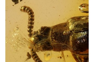 Unusual BEETLE Inclusion in BALTIC AMBER 577