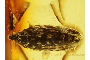 Unusual Looking Fulgoroidea PLANTHOPPER in BALTIC AMBER 283