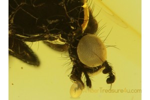 Unusual RHAGIONID FLY in BALTIC AMBER 349