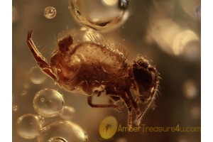 Very Well Preserved SPRINGTAIL in BALTIC AMBER 968