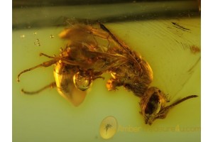 ICHNEUMON WASP Inclusion Genuine BALTIC AMBER