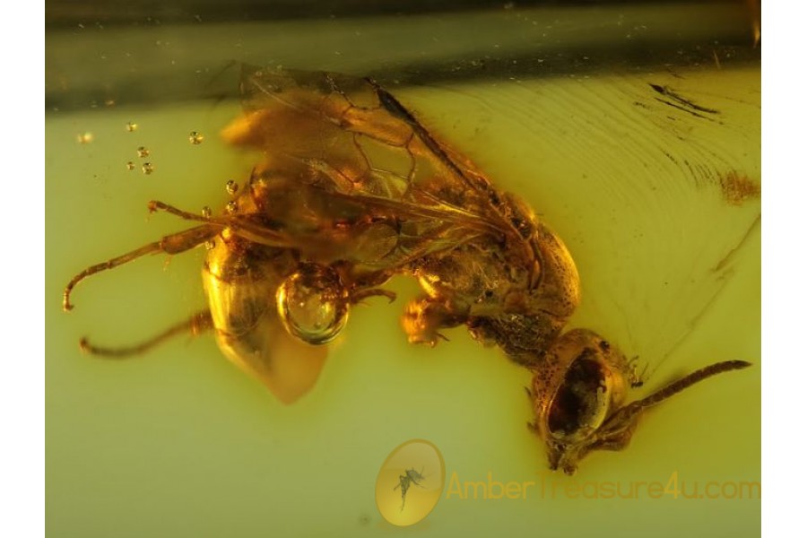 ICHNEUMON WASP Inclusion Genuine BALTIC AMBER