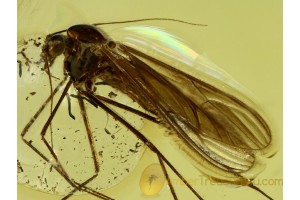 Well Preserved DIXIDAE Meniscus Midge in BALTIC AMBER 519