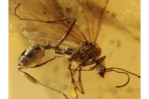 Winged MYRMICINAE Ant in BALTIC AMBER 793