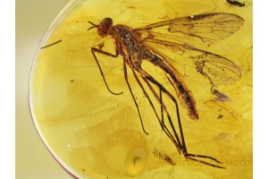 XYLOPHAGID FLY Inclusion in BALTIC AMBER  645