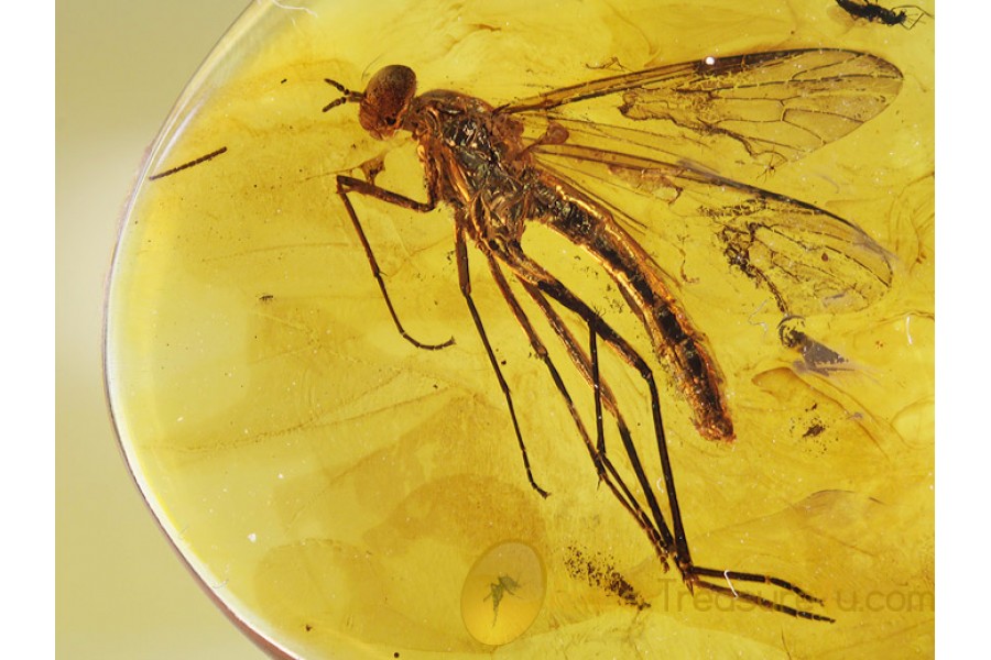 XYLOPHAGID FLY Inclusion in BALTIC AMBER 645 XYLOPHAGID FLY Inclusion in BALTIC AMBER 645