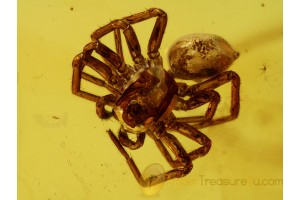ZODARIIDAE ANT SPIDER & PHORIDS in BALTIC AMBER 496