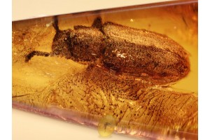 ZOPHERIDAE Ironclad Beetle in BALTIC AMBER 932